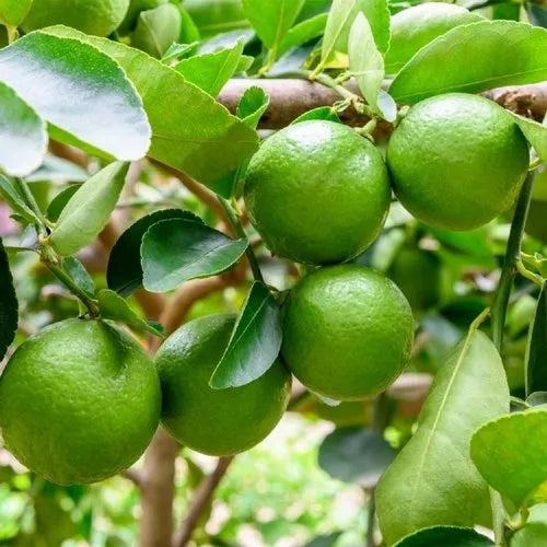 Villafranca Lemon Plant Live Nimbu Tree Kagzi Lemon Citrus Limon Fruit Plant