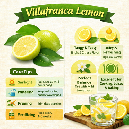 Villafranca Lemon Plant Live Nimbu Tree Kagzi Lemon Citrus Limon Fruit Plant