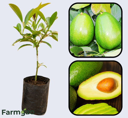 Waldin Avocado Grafted Healthy Fruit Plant