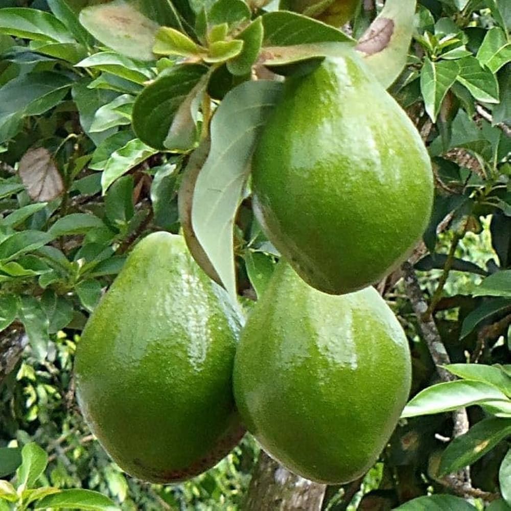 Waldin Avocado Grafted Healthy Fruit Plant