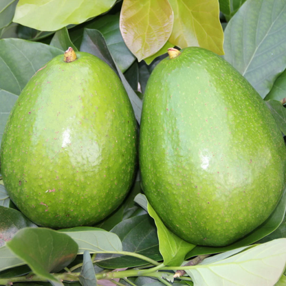 Waldin Avocado Grafted Healthy Fruit Plant