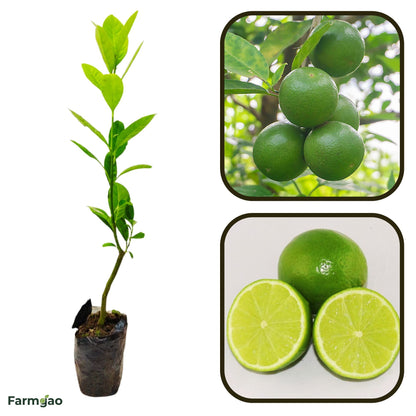 West Indian Lime Plant Live Nimbu Tree Kagzi Lemon Citrus Limon Fruit Plant