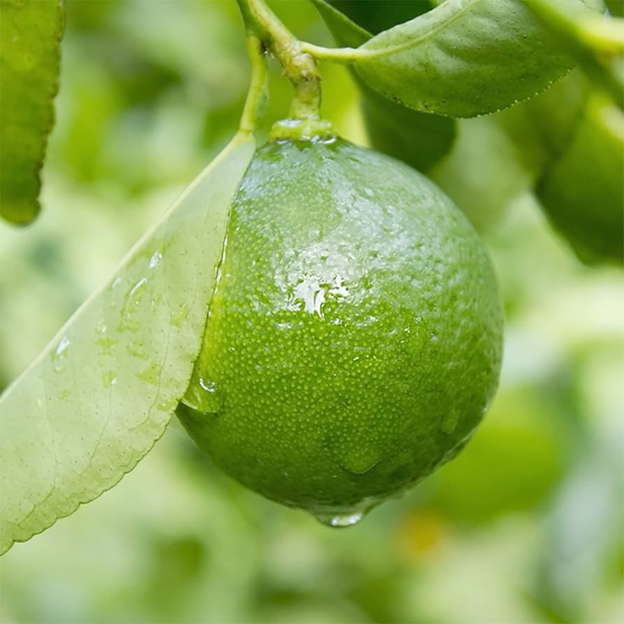 West Indian Lime Plant Live Nimbu Tree Kagzi Lemon Citrus Limon Fruit Plant