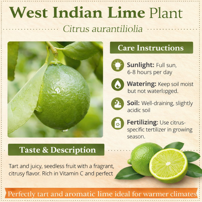 West Indian Lime Plant Live Nimbu Tree Kagzi Lemon Citrus Limon Fruit Plant