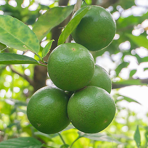 West Indian Lime Plant Live Nimbu Tree Kagzi Lemon Citrus Limon Fruit Plant