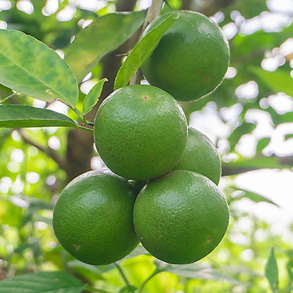 West Indian Lime Plant Live Nimbu Tree Kagzi Lemon Citrus Limon Fruit Plant