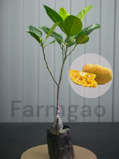 Thai All-Season Hybrid Grafted Jackfruit Plant.