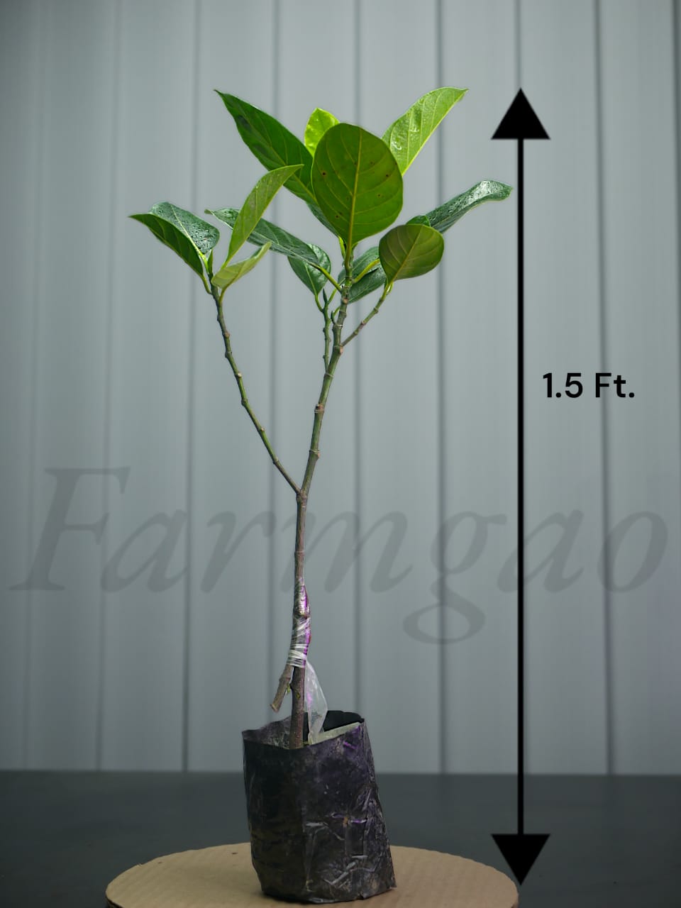 All Time Hybrid Grafted Jackfruit Plant.