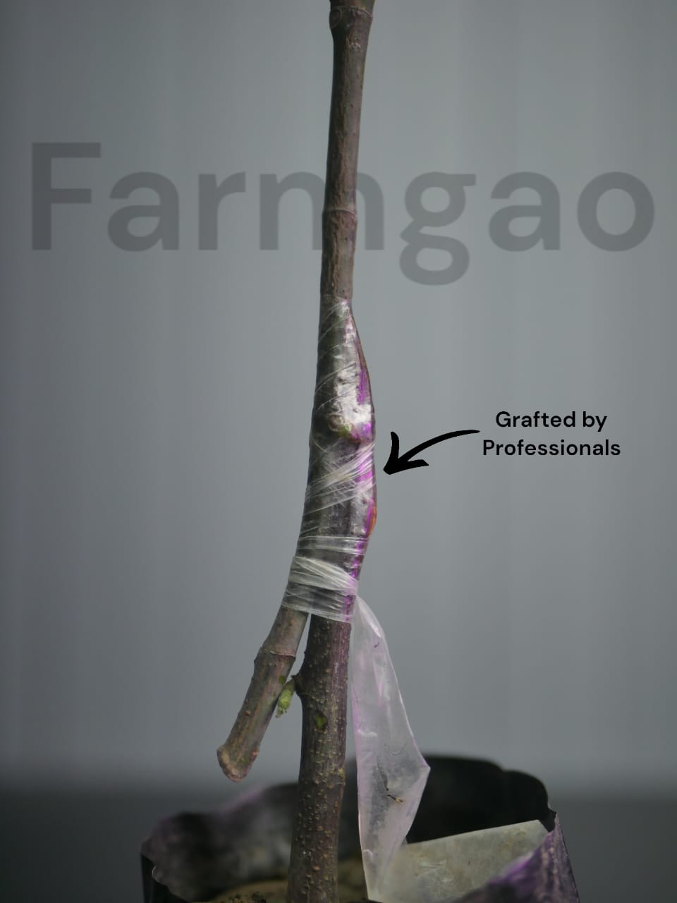 All Time Hybrid Grafted Jackfruit Plant.