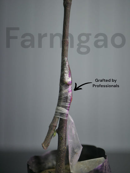 Thai All-Season Hybrid Grafted Jackfruit Plant.