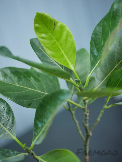 Thai All-Season Hybrid Grafted Jackfruit Plant.