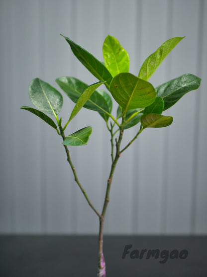 Thai All-Season Hybrid Grafted Jackfruit Plant.