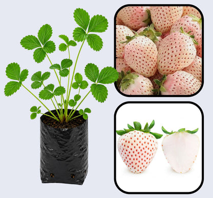 White Carolina Strawberry Healthy Sweet Home Garden Kitchen Garden Terrace Balcony Fruit Plant