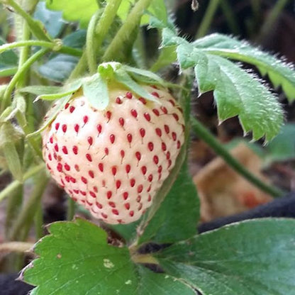 White Carolina Strawberry Healthy Sweet Home Garden Kitchen Garden Terrace Balcony Fruit Plant