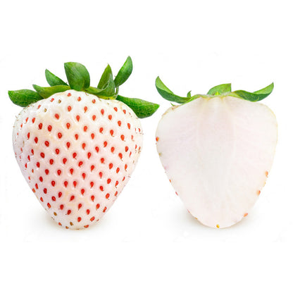 White Carolina Strawberry Healthy Sweet Home Garden Kitchen Garden Terrace Balcony Fruit Plant