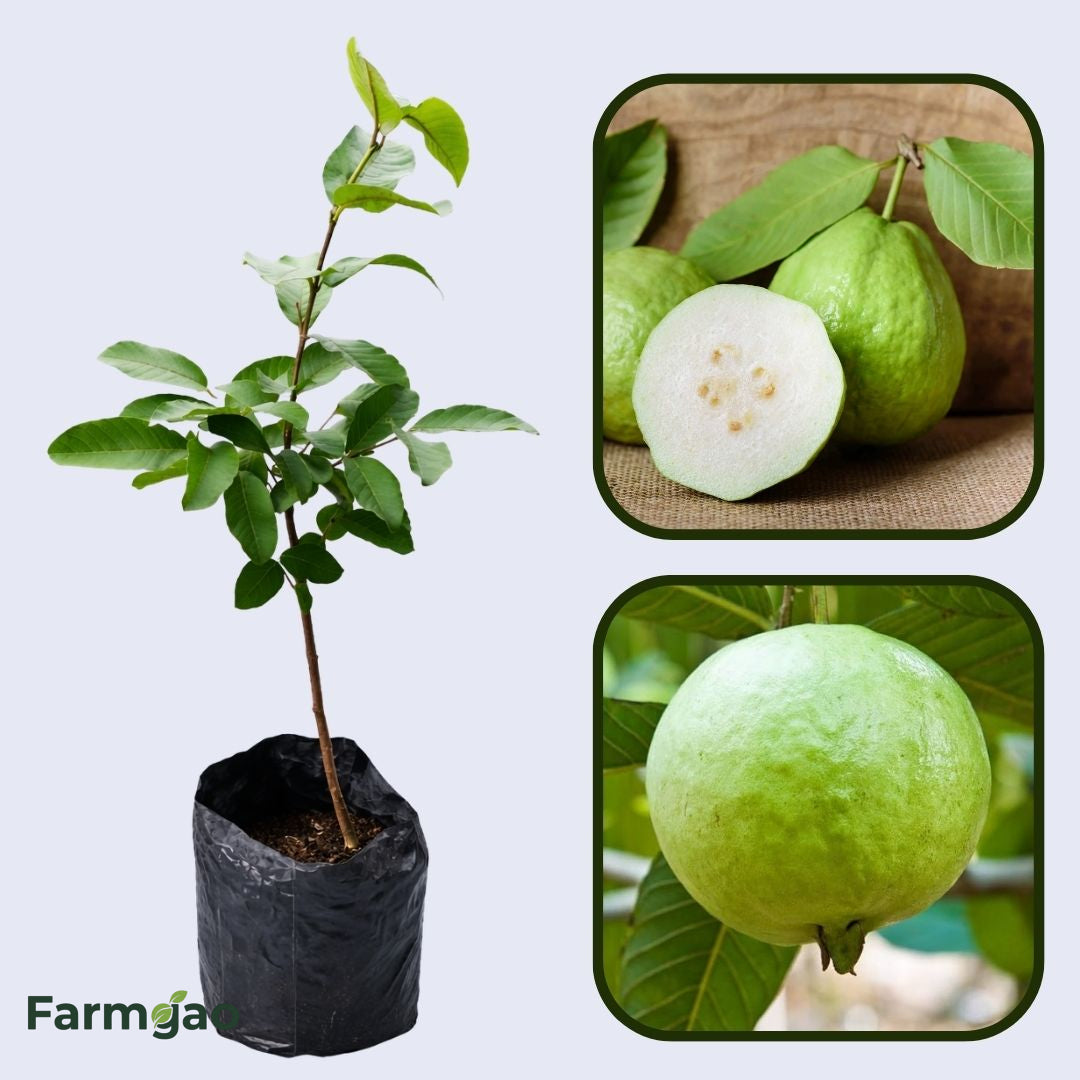 White Indian Guava Air Layered Healthy Fruit Plant