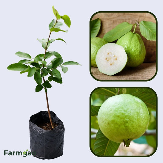 White Indian Guava Air Layered Healthy Fruit Plant