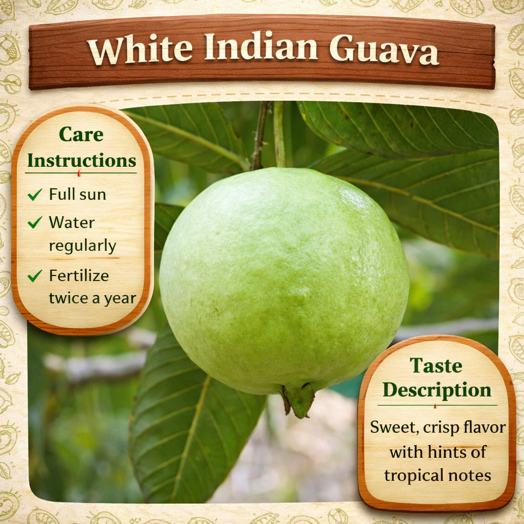White Indian Guava Air Layered Healthy Fruit Plant
