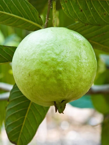 White Indian Guava Air Layered Healthy Fruit Plant