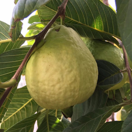 White Indian Guava Air Layered Healthy Fruit Plant