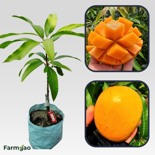White Piri Mango Aam Grafted Healthy Fruit Plant
