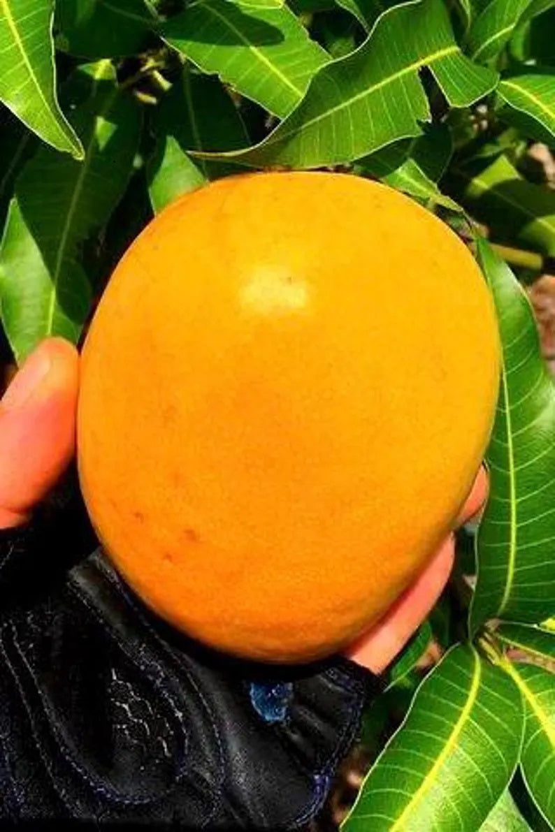 White Piri Mango Aam Grafted Healthy Fruit Plant