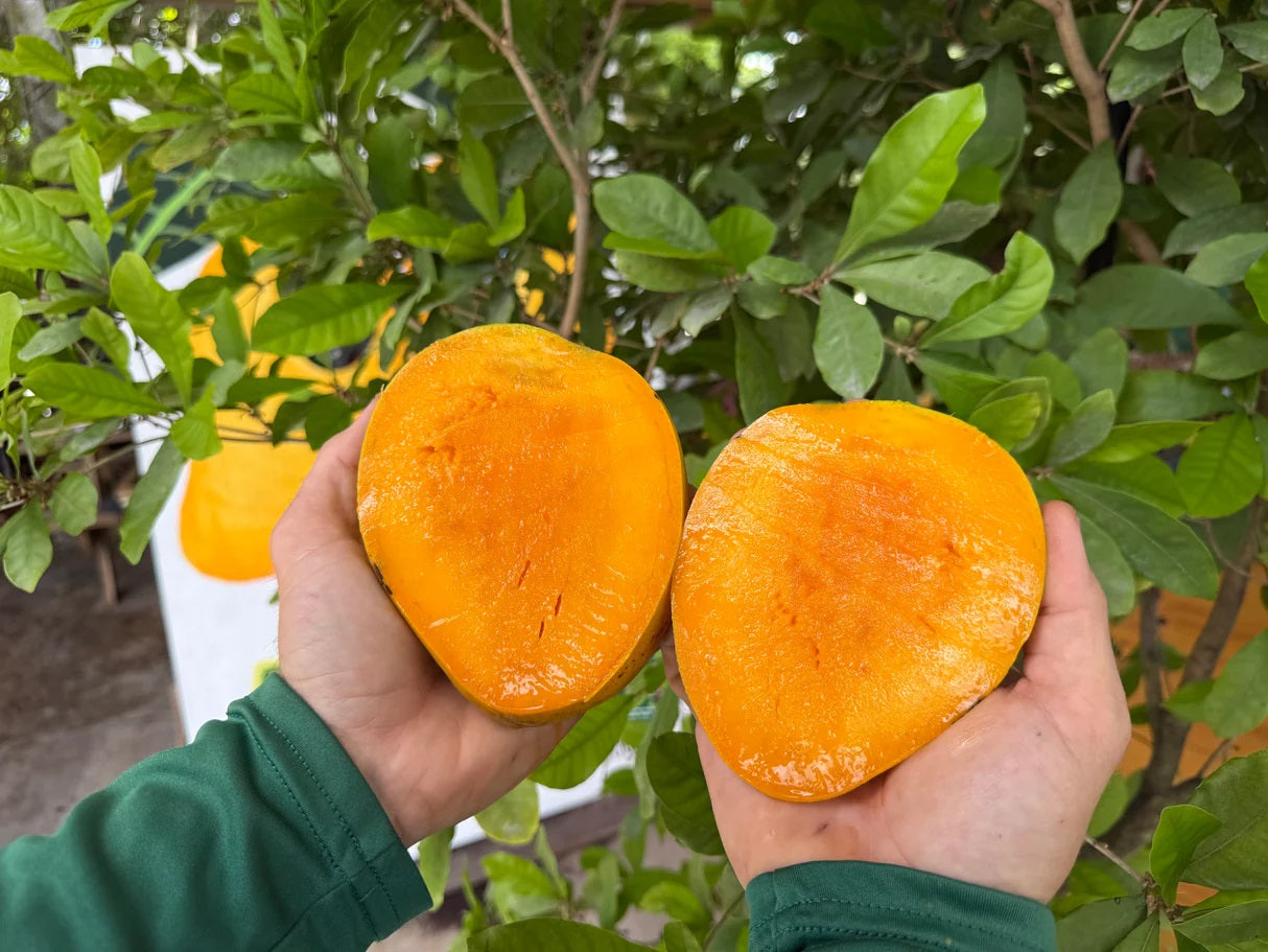 White Piri Mango Aam Grafted Healthy Fruit Plant