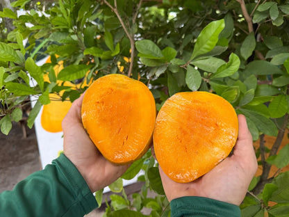 White Piri Mango Aam Grafted Healthy Fruit Plant