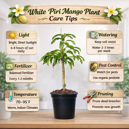 White Piri Mango Aam Grafted Healthy Fruit Plant