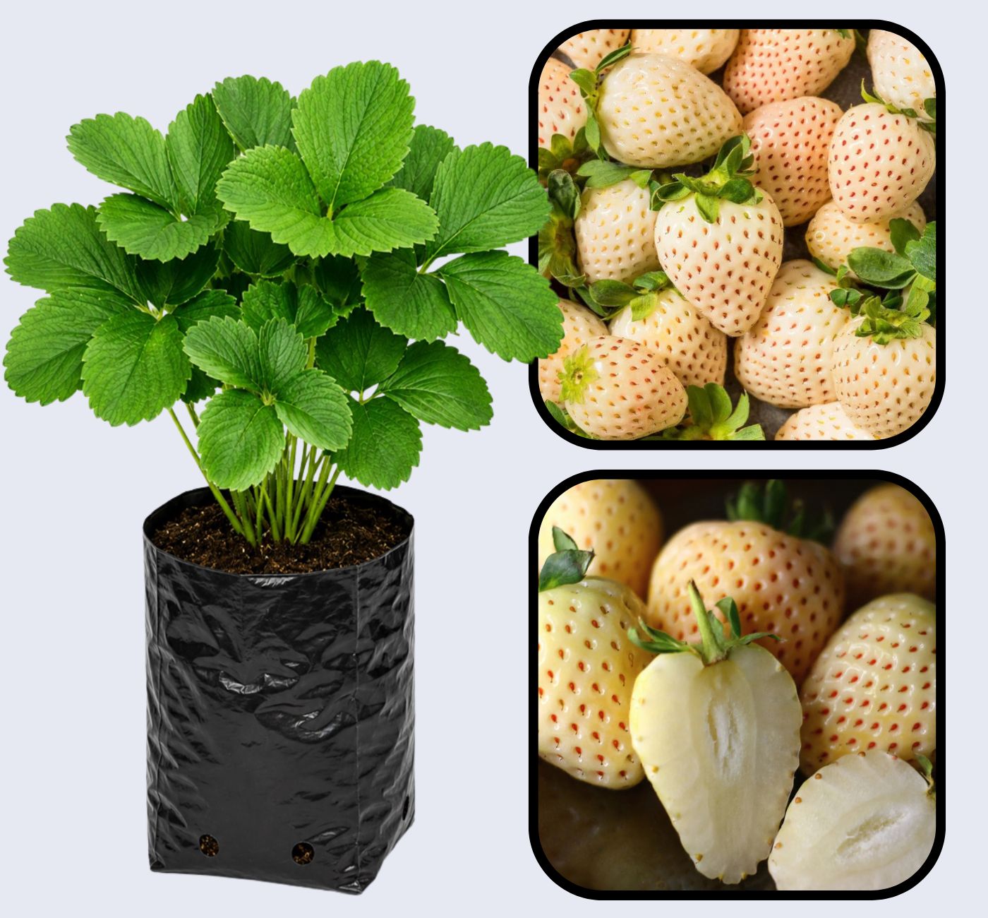 White Soul Strawberry Healthy Sweet Home Garden Kitchen Garden Terrace Balcony Fruit Plant