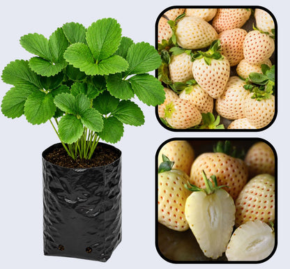 White Soul Strawberry Healthy Sweet Home Garden Kitchen Garden Terrace Balcony Fruit Plant