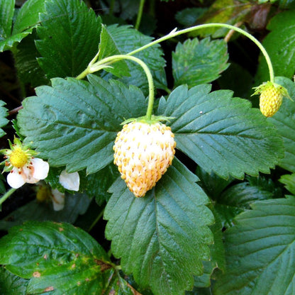 White Soul Strawberry Healthy Sweet Home Garden Kitchen Garden Terrace Balcony Fruit Plant