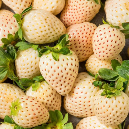 White Soul Strawberry Healthy Sweet Home Garden Kitchen Garden Terrace Balcony Fruit Plant
