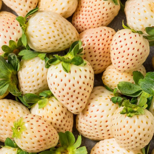 White Soul Strawberry Healthy Sweet Home Garden Kitchen Garden Terrace Balcony Fruit Plant