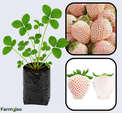White Carolina Strawberry Healthy Sweet Home Garden Kitchen Garden Terrace Balcony Fruit Plant