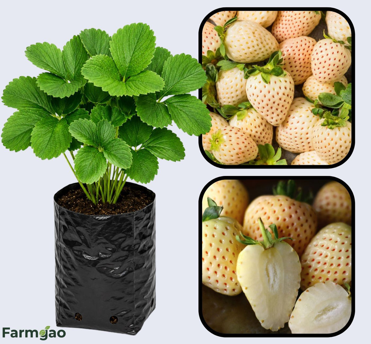 White Soul Strawberry Healthy Sweet Home Garden Kitchen Garden Terrace Balcony Fruit Plant