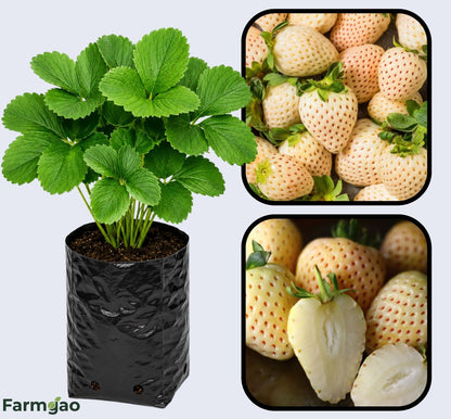 White Soul Strawberry Healthy Sweet Home Garden Kitchen Garden Terrace Balcony Fruit Plant