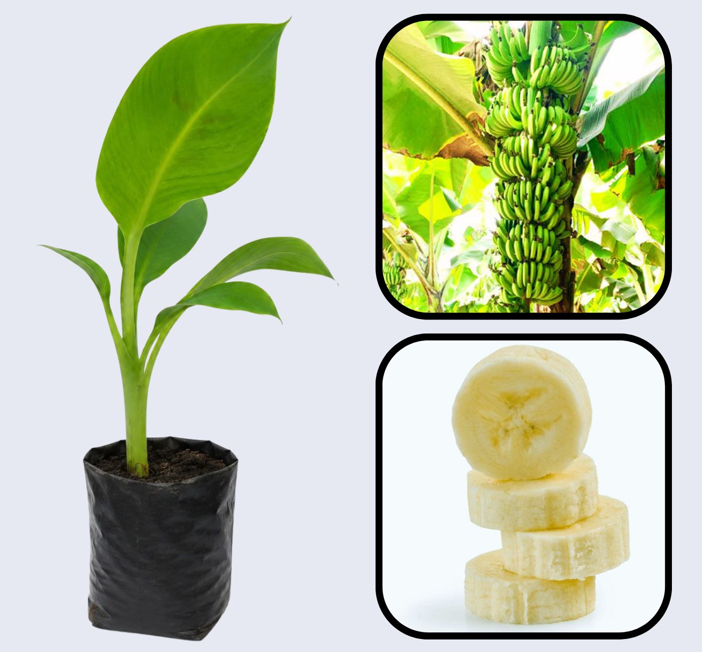 Williams Banana Healthy Sweet Tissue Cultured Fruit Plant
