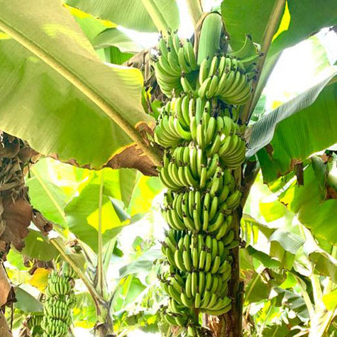 Williams Banana Healthy Sweet Tissue Cultured Fruit Plant