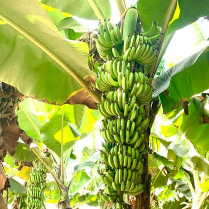 Williams Banana Healthy Sweet Tissue Cultured Fruit Plant