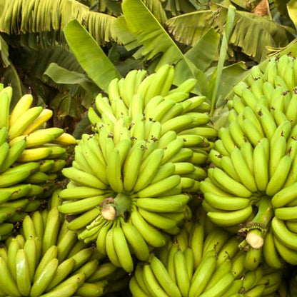Williams Banana Healthy Sweet Tissue Cultured Fruit Plant
