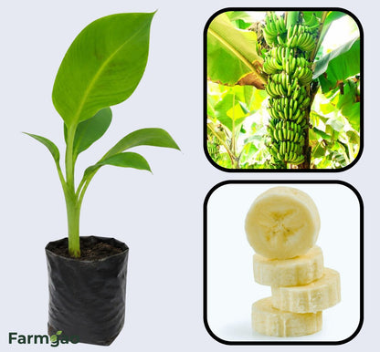 Williams Banana Healthy Sweet Tissue Cultured Fruit Plant