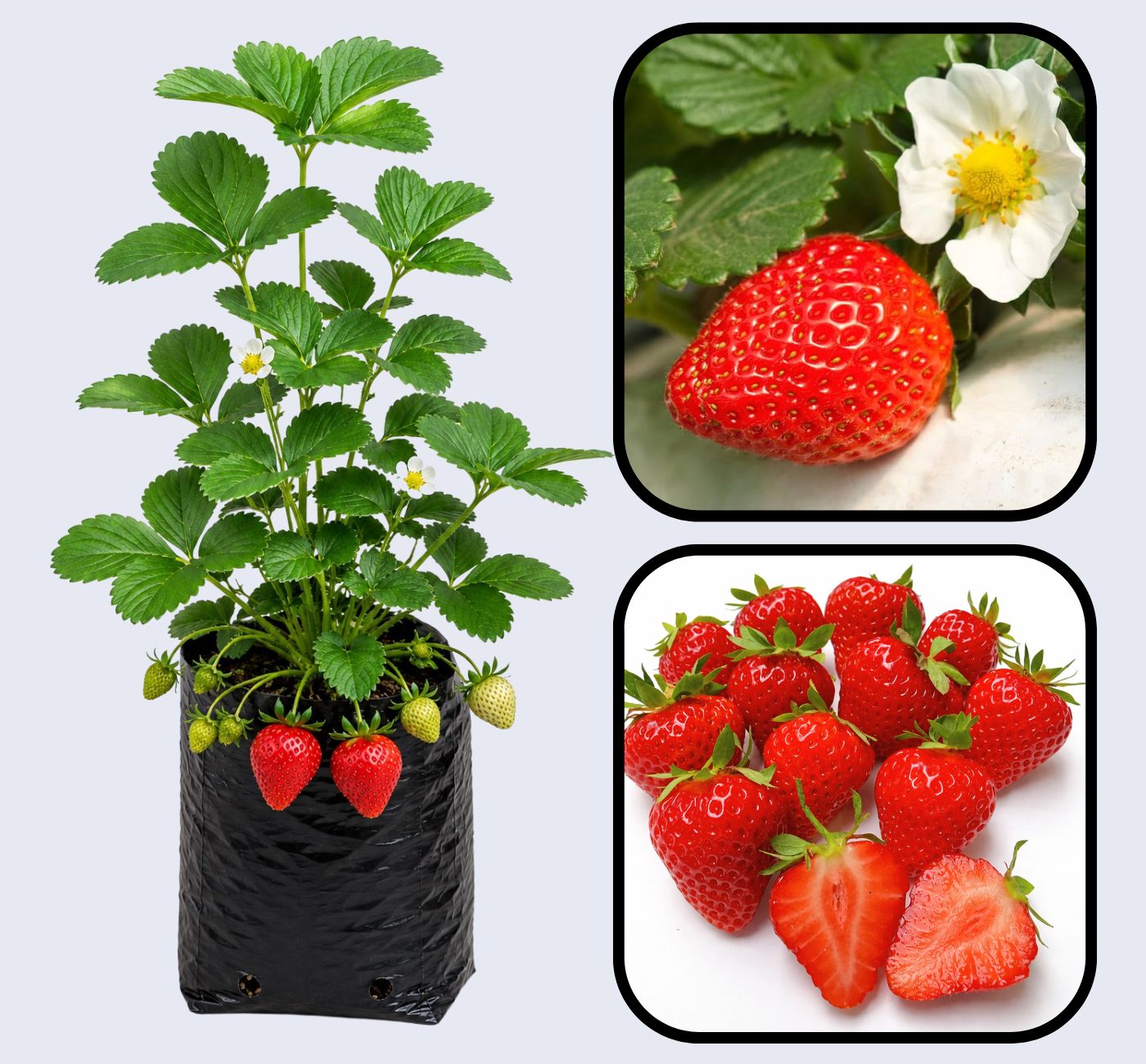 Winter Dawn Strawberry Healthy Sweet Home Garden Kitchen Garden Terrace Balcony Fruit Plant