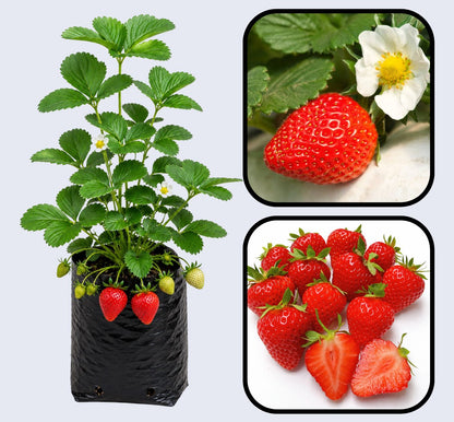 Winter Dawn Strawberry Healthy Sweet Home Garden Kitchen Garden Terrace Balcony Fruit Plant