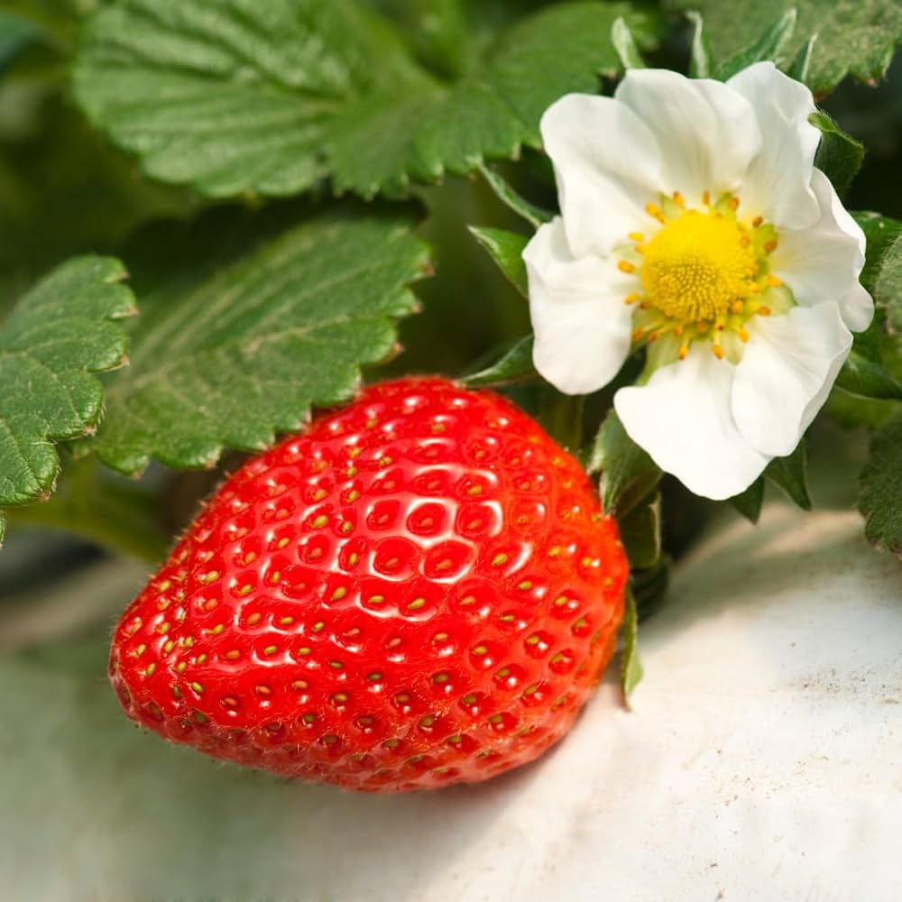 Winter Dawn Strawberry Healthy Sweet Home Garden Kitchen Garden Terrace Balcony Fruit Plant