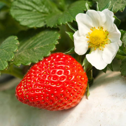 Winter Dawn Strawberry Healthy Sweet Home Garden Kitchen Garden Terrace Balcony Fruit Plant