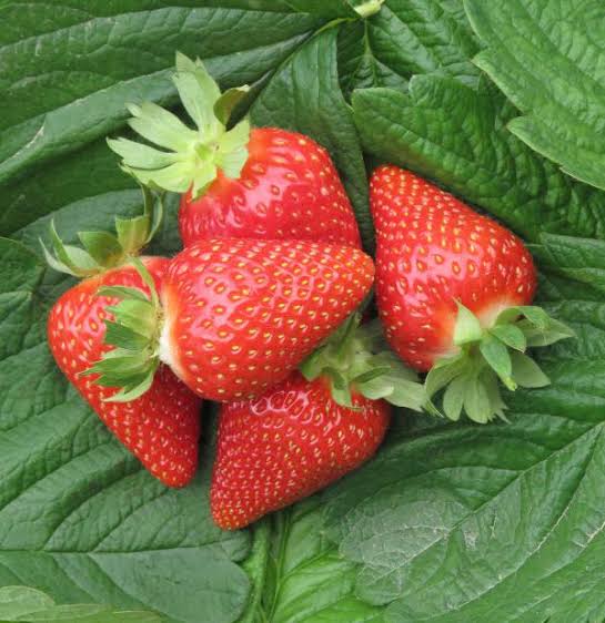 Winter Dawn Strawberry Healthy Sweet Home Garden Kitchen Garden Terrace Balcony Fruit Plant
