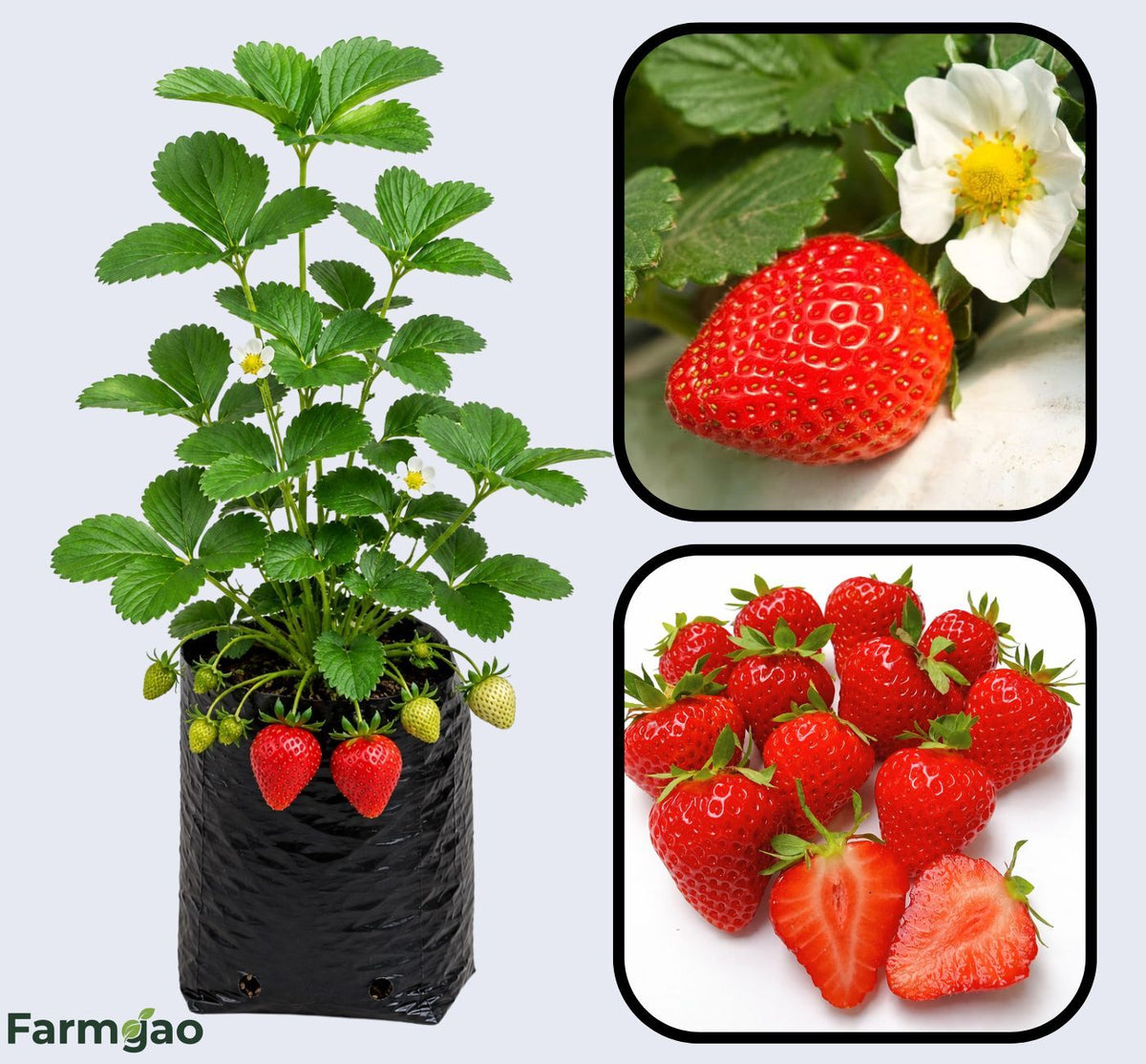 Winter Dawn Strawberry Healthy Sweet Home Garden Kitchen Garden Terrace Balcony Fruit Plant