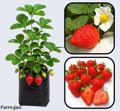 Winter Dawn Strawberry Healthy Sweet Home Garden Kitchen Garden Terrace Balcony Fruit Plant