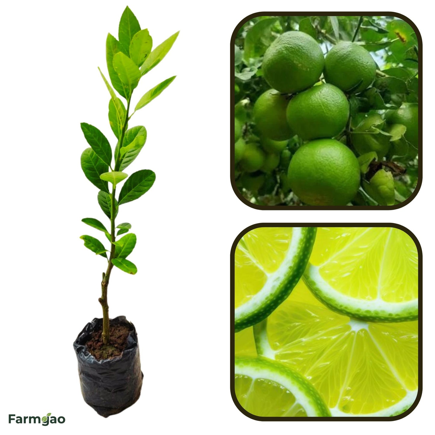 Xiangshui Lemon Plant Live Nimbu Tree Kagzi Lemon Citrus Limon Fruit Plant